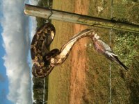 chickensnake and blackbird.jpg
