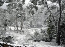 snowatfarm2_july2011.jpg