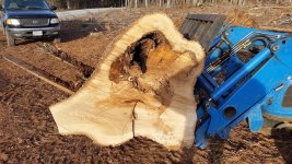 long_stump2.jpg