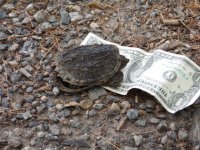 Baby Snapping Turtle EM.JPG