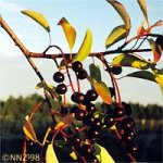 740880-fruits14.jpg