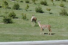704501-Fawnsb.JPG