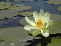 704506-Pic384 (Small).JPG