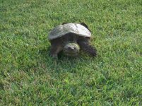 741679-snapper2.jpg