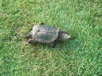 741682-snapper3.jpg