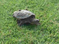 741685-snapper1.jpg