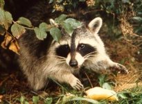 704761-raccoon.jpg