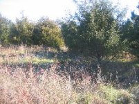 782176-uncleared.jpg