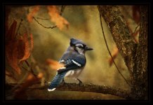 BlueJayTexture1.jpg