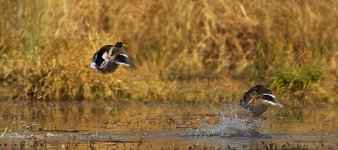 centerducks-copy.jpg