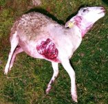 The reason we kill coyotes.jpg