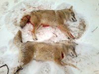 coyote pair.jpg