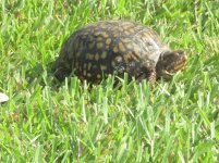 turtle 1.jpg