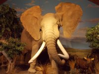Elephant EM.JPG