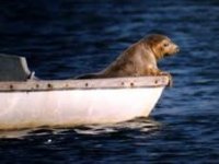 boatseal.jpg