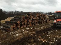 Log Pile 2014.jpg