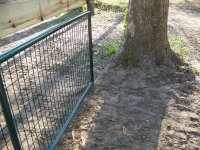 3-28-15 Oak Tree Root.jpg