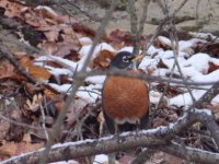 Robin 1st Snow EM.JPG