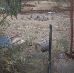 quail 1.jpg