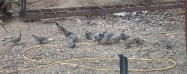 quail 2.jpg