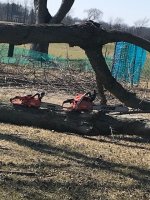 5tree2511490.jpg