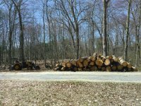 wood1.jpeg