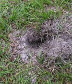 yard_hole.jpg