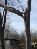 Tree1.JPG