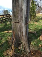 Tree4.JPG