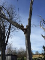 Tree22.JPG