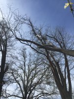 Tree23.JPG