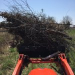 Tree11.JPG