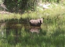 Moose bath 003.JPG