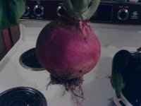 turnip.jpg