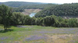 wildflowersCanyon.jpg