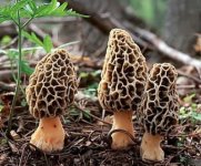 morel3-400x333.jpg