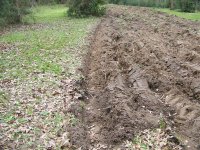 Plow Furrow Dead Tree Row.jpg
