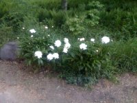 IMG_2152.JPG