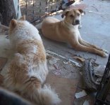 2 dogs 1.jpg