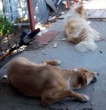 2 dogs 2.jpg
