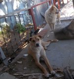 3 dogs.jpg