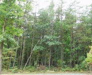 744028-woods.jpg