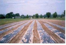 667129-fieldstraight.jpg