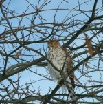 783275-whatbird.jpg