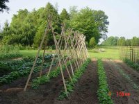 667615-garden-june-05-006-copy.jpg