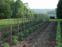 667618-garden-june-05-008-copy.jpg