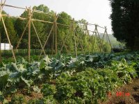 667620-garden-june-05-009-copy.jpg