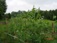 667623-garden-june-05-copy.jpg