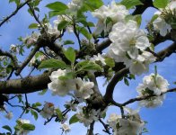 626973-IMG_3068r2Blossoms.jpg