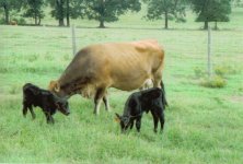 745714-Twin Calves 3.JPG